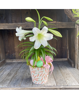 Carrot Easter Lily Plant