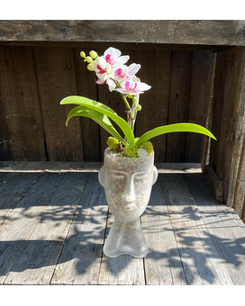 Tiki Time Plant