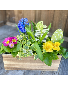 Burst of Spring Plant