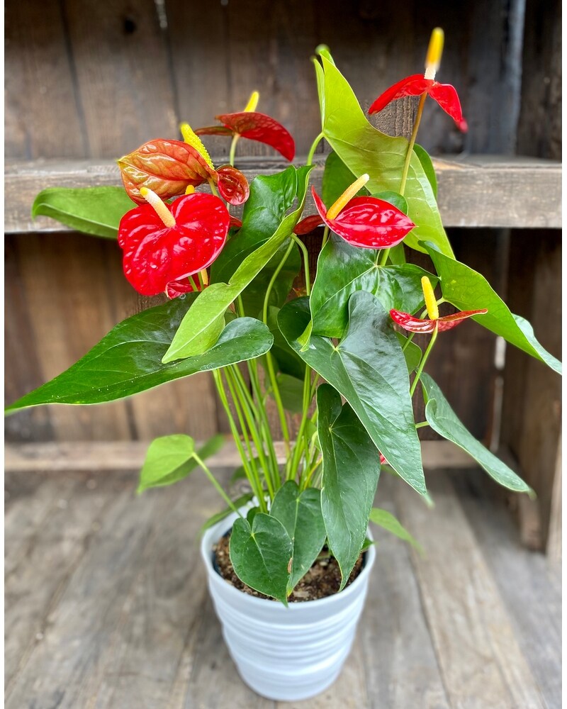 Anthurium Plant in Issaquah WA - Countryside Floral & Garden