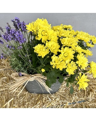 Seasonal Outdoor Dish Garden Plant