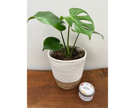 Wanderlust plant bundle Plant