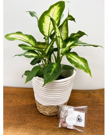 Home Sweet Home Plant