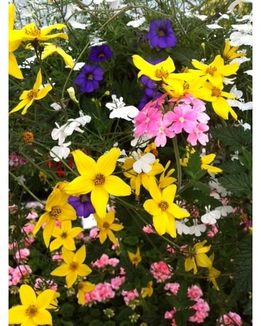 Hanging Combination Basket Custom product