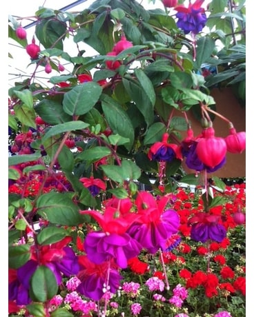 Hanging Fuchsia Basket Custom product