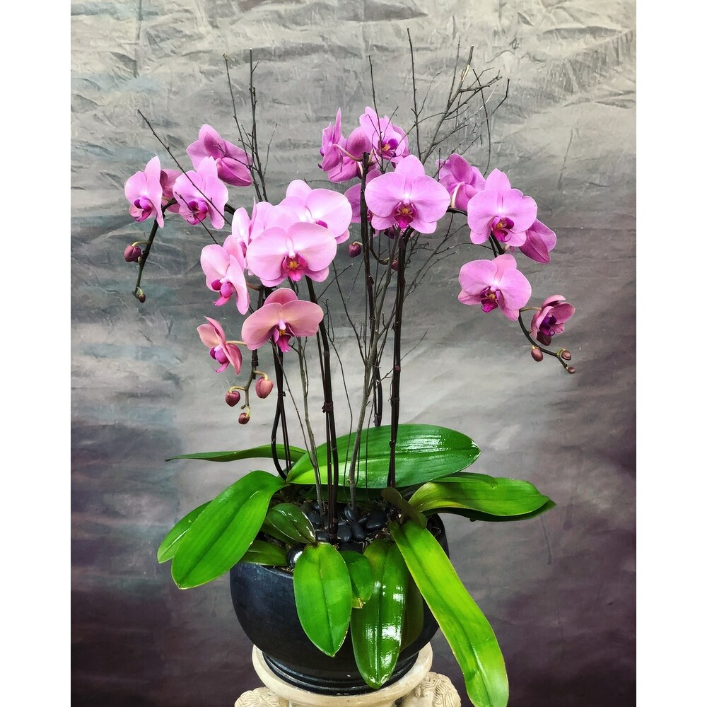 Premium Orchids Planter in Bellevue WA - Finishing Touch Florist