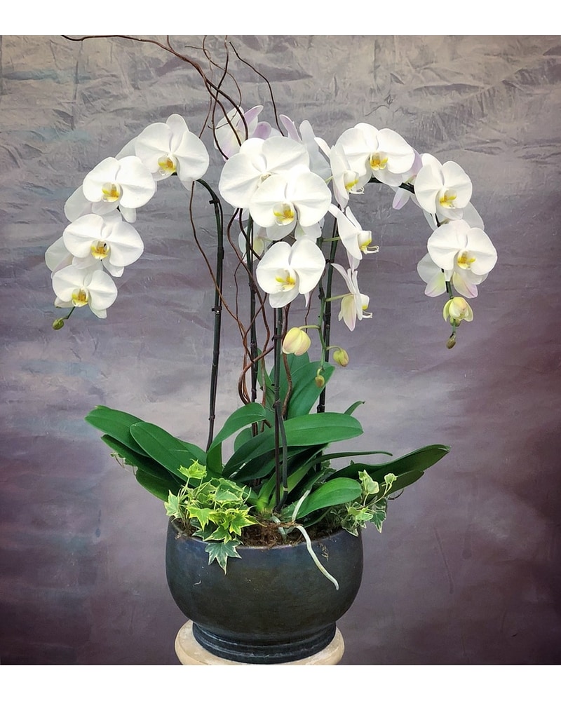 Premium Orchids Planter in Bellevue WA - Finishing Touch Florist