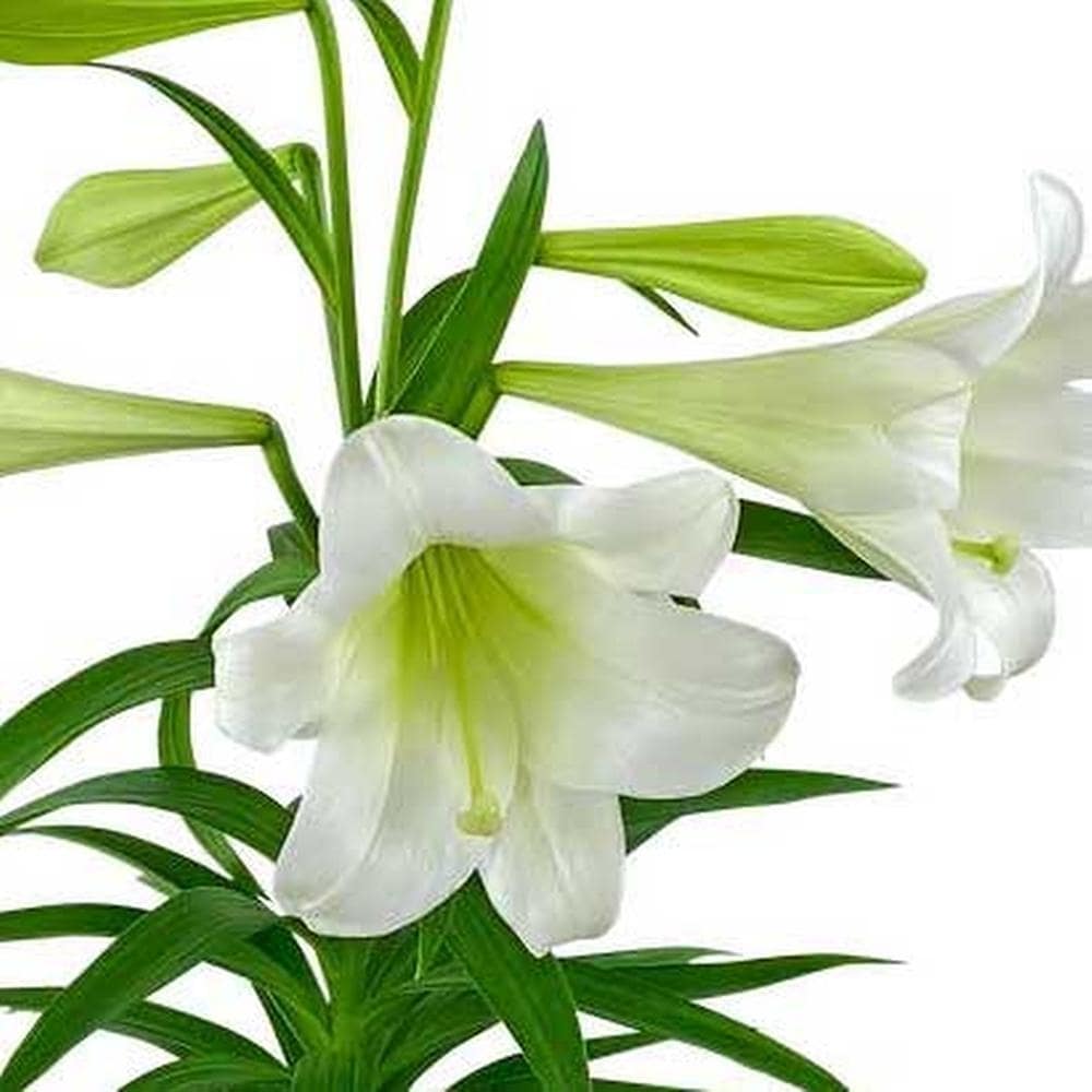 Easter Lily Plant in Basket in Washington DC - Lee's Flower Shop