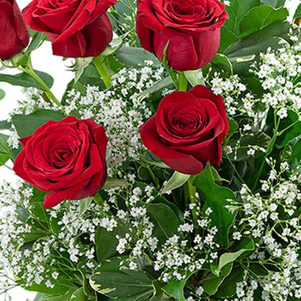 Dozen Roses in a Cloud in Washington DC - Lee's Flower Shop