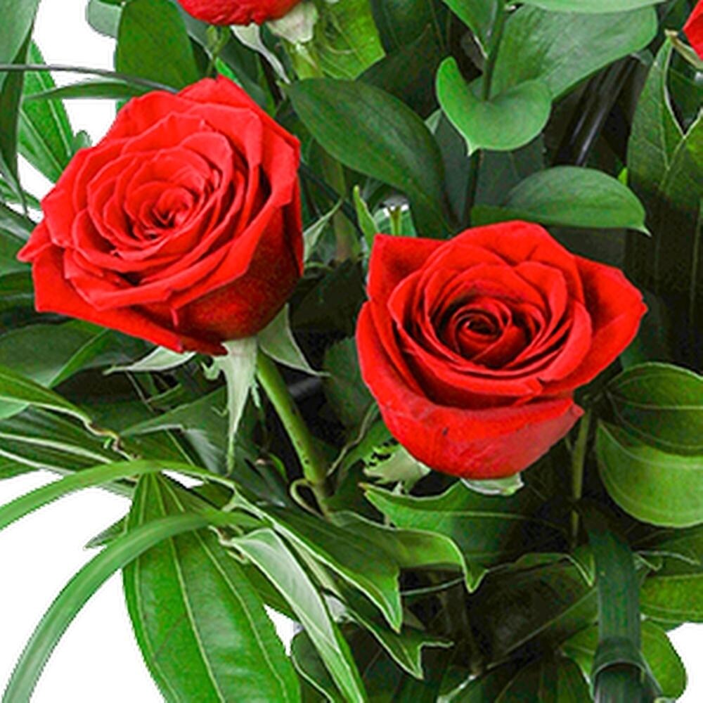 The Classic Six – Choose Your Rose Color in Washington DC - Lee's