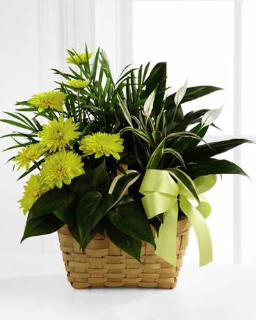 Loving Light Dishgarden Flower Arrangement