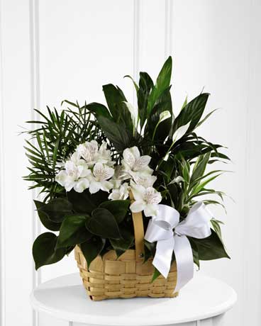 Peace & Serenity Dishgarden Flower Arrangement