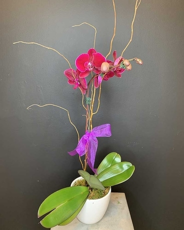 Orchid Simplicity Flower Arrangement