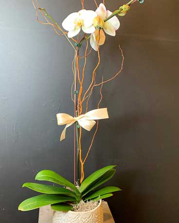 Orchid Simplicity Flower Arrangement