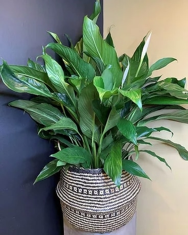 Peace Lily Floor Plant Plant