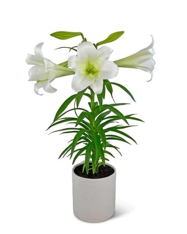 Easter Lily Plant Plant