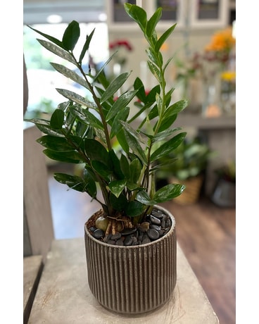 Zanzibar Gem (ZZ) Plant