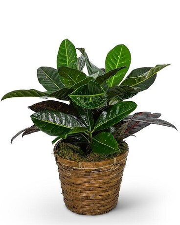 Croton Plant in Basket Flower Arrangement