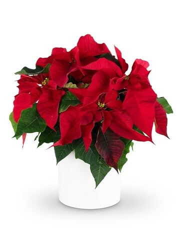 Red Poinsettia Plant Flower Arrangement