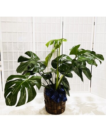 palm ponytail plant Ponytail Palm for Sale main image 1