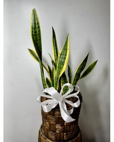 Snake Plant 8 in Washington DC - Lee's Flower Shop