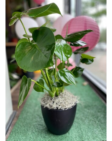 Monstera Deliciosa Plant Plant