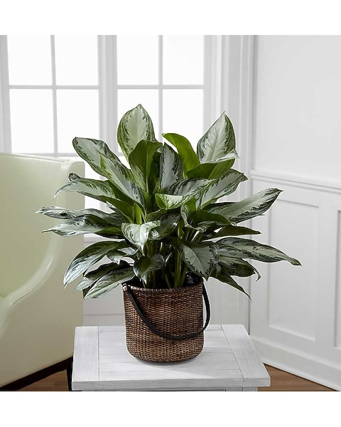 pothos hanging plant Nearly Natural 6844 Pothos Hanging Basket 36 x 30 inch