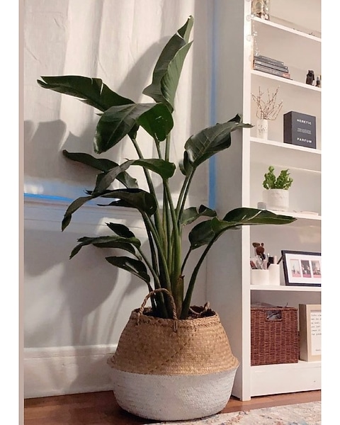 Bird of Paradise in Washington DC - Lee's Flower Shop