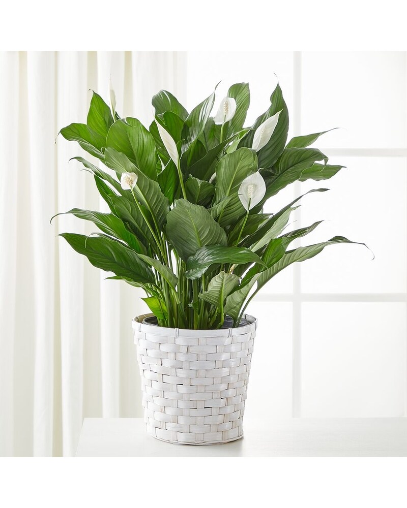 Lily Shopページ Peace Lily Plant - 8