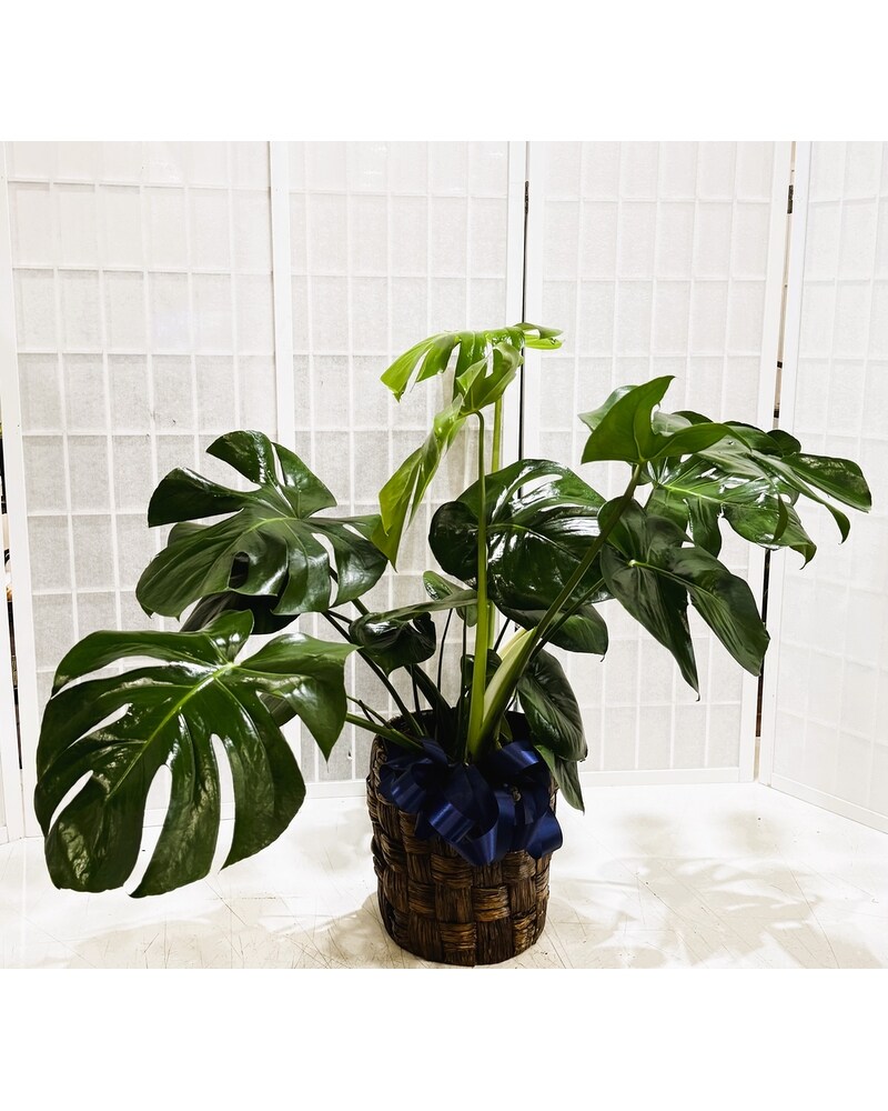 Monstera Floor Plant in Washington DC - Lee's Flower Shop