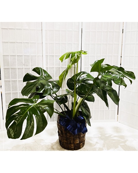 Monstera Floor Plant