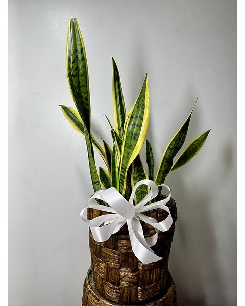 Snake Plant 8