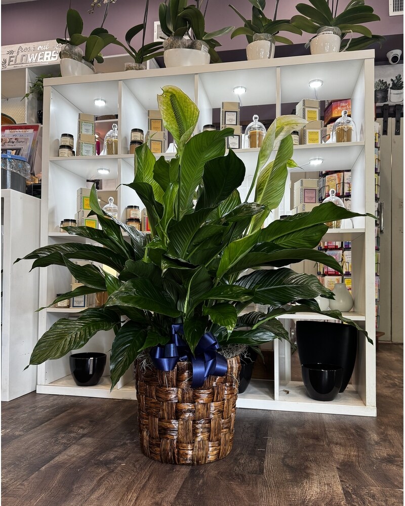 Peace Lily Floor Plant in Washington DC - Lee's Flower Shop