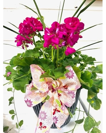 Young's Own Blooming Porch Pot Plant