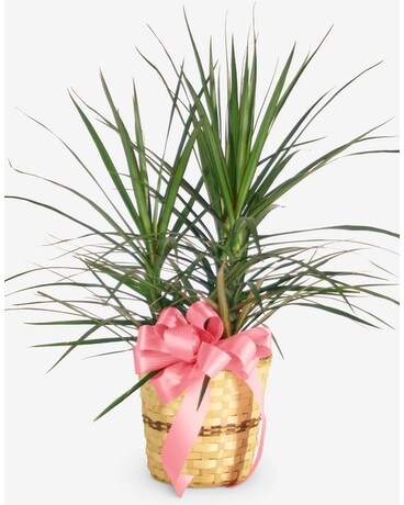 Dracaena Plant Varieties Plant