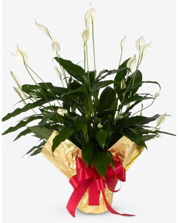 Peace Lily Plant