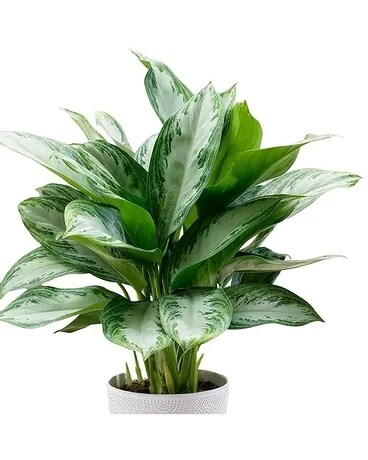 Aglaonema - Chinese Evergreen Plant