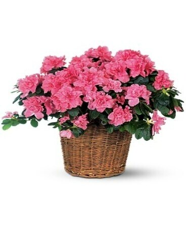 Azalea Plant Plant