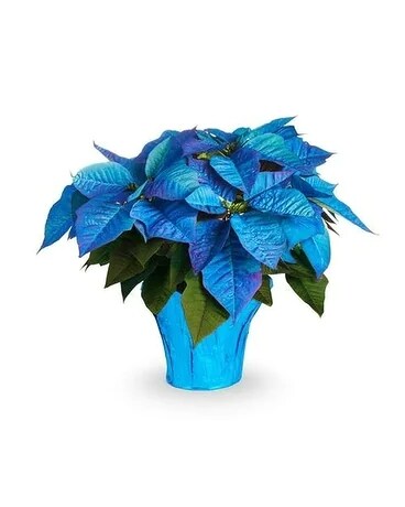 Blue Poinsettia Plant