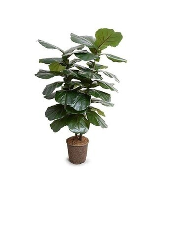 Fiddle Leaf Fig Plant