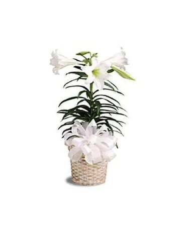 Easter Lily