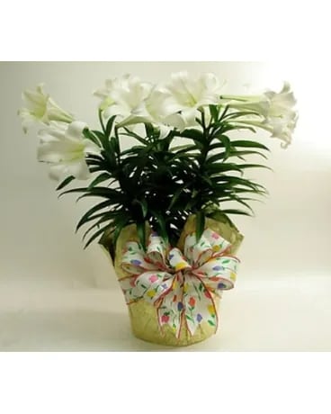 Easter Lily Triple