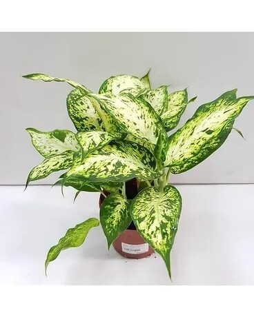 Dieffenbachia Variety