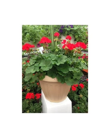 Geranium Tub