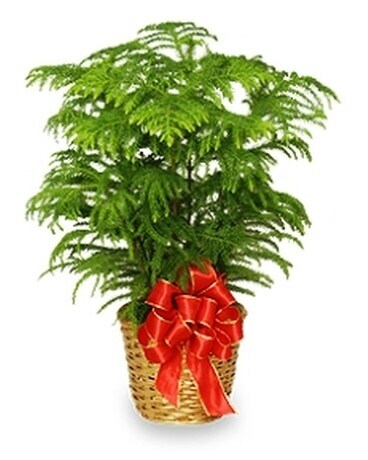 Norfolk Pine Plant