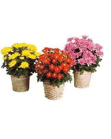 Mum Plant