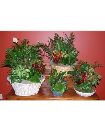 Dish Garden