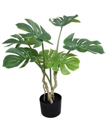Monstera Plant