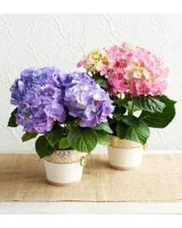 Hydrangea Plant