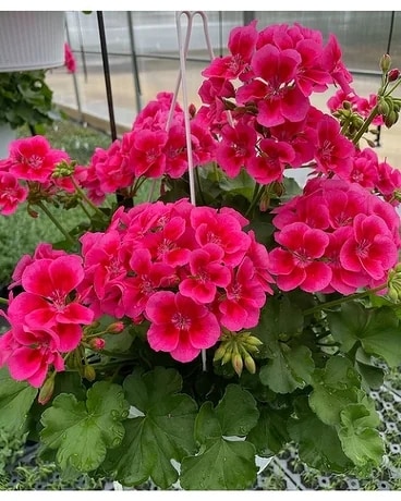 Geranium Basket Plant